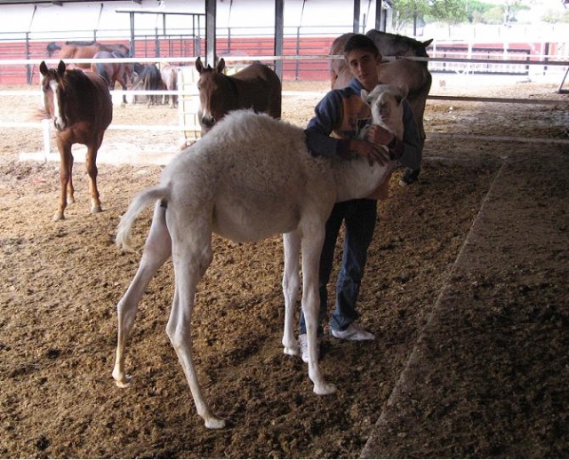 con la cria de camello